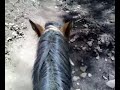 Mariposa Monarca Sierra Chincua Angangueo Michoacan 5 Horse