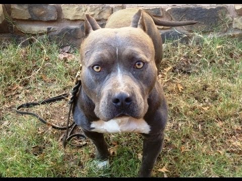 how to train blue nose pitbull