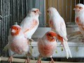 Lipomosaique88 - Canaris Mosaïque rouge !