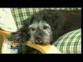 GMTV - Britain's ugliest dog (11.11.08)