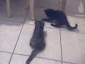 Kittens Play with Straw