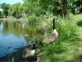 Cute signets cygnet babbys aww