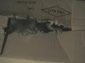 猫動画