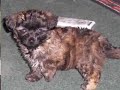 undercover look at puppy mills: investigation in virginia