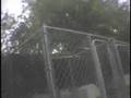 Undercover Look at Puppy Mills: Investigation in Virginia
