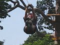 Zipline Zipline