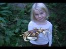 Paddle Crab Paddle Crab