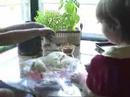 Baking Hefezopf (\"Yeast Braid\") Baking Hefezopf (\"Yeast Braid\")