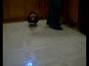 Funny Walking Chihuahua Funny Walking Chihuahua