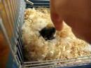 nHamster nHamster