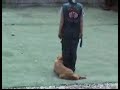 K.E.M. KENNEL CLUB