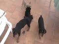 8 rottweiler puppies 6 weeks old   chickies