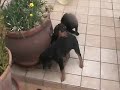 8 Rottweiler Puppies 6 weeks old & Chickies
