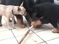 8 rottweiler puppies 6 weeks old   chickies