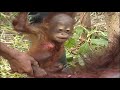 Borneo Orangutan Survival