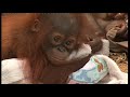 Borneo Orangutan Survival