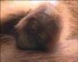 Borneo Orangutan Survival