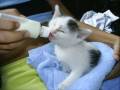 ~*Heart*~ My Cats ~*Heart*~