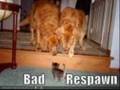 videos de gata do what you gata do