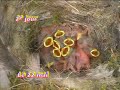 la vie dun couple de faucons crécerelles  4 