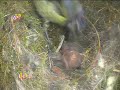 la vie dun couple de faucons crécerelles  4 
