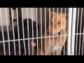 A445949/A445950 AT SAN BERNARDINO CITY SHELTER 5/11