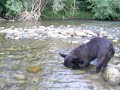 bouledogue français bouledogue français