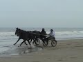 trot attel� plage cabourg