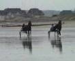 trot attelé plage cabourg