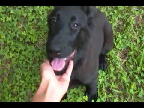 Charitys Miss Strawberry Picnic Black Female Puppy