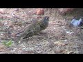 Escribano Soteño (Emberiza cirlus) - Cirl Bunting Escribano Soteño (Emberiza cirlus) - Cirl Bunting