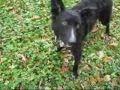 videos de Pippy Potpourri