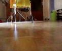 Siena - The little Galgo Espagnol Videos