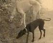 Siena - The little Galgo Espagnol Videos