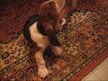 Homer el Basset Hound Mordiendo la Cuerda