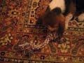 Homer el Basset Hound Mordiendo la Cuerda