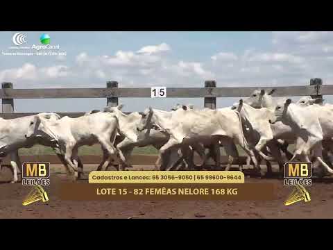 511� LEIL�O VIRTUAL MB LEIL�ES