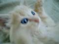 Vy's Kitten :) SO CUTE!!