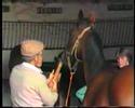 manege henriet tonte des chevaux