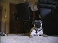 Pug 1