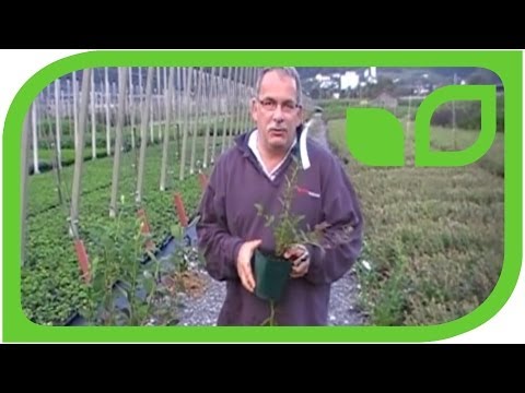 how to transplant blueberry shoots