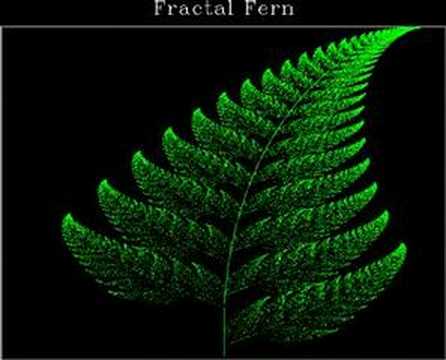 fern