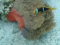 Drift Snorkel in Tahiti (Taha'a Island)