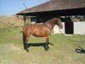 Vendo Égua Coberta Mangalarga Marchador JB