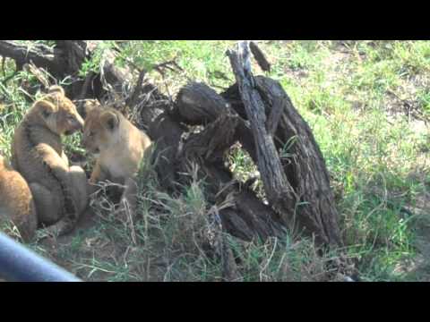 LION CUB#