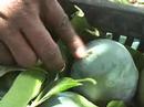Choosing Mangoes