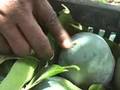 Choosing Mangoes video