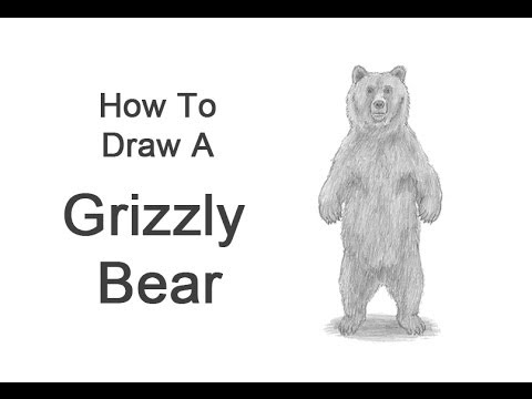 how to draw bear