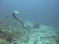 AUSTRALIA 3 - Diving in the Great Barrier Reef