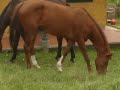 SITUACIÓN DEL HIPODROMO LOS COMUNEROS SITUACIÓN DEL HIPODROMO LOS COMUNEROS